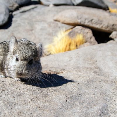 chinchilla-aproximacion-al-futuro